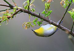 Indian White-eye